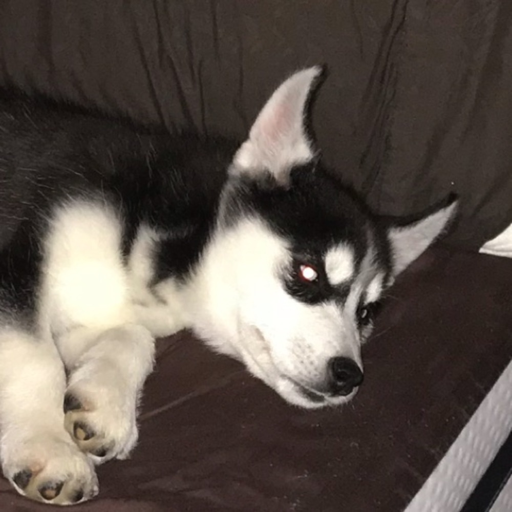 Meet your Posher, Sarynn